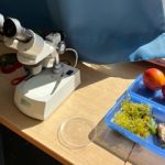 Mikroskop und Früchte auf Tisch im Sonnenlicht